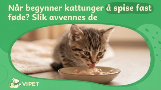 Når begynner kattunger å spise fast føde? Slik avvennes de