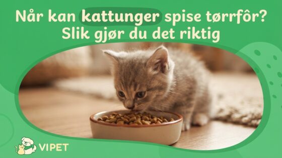Når kan kattunger spise tørrfôr? Slik gjør du det riktig