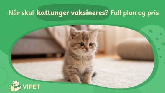 Når skal kattunger vaksineres? Full plan og pris