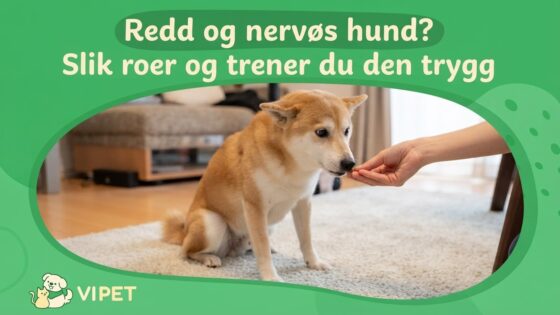 Redd og nervøs hund? Slik roer og trener du den trygg