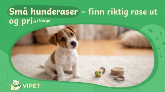Små hunderaser – finn riktig rase utstyr og pris i Norge