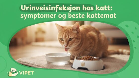 Urinveisinfeksjon hos katt: symptomer og beste kattemat