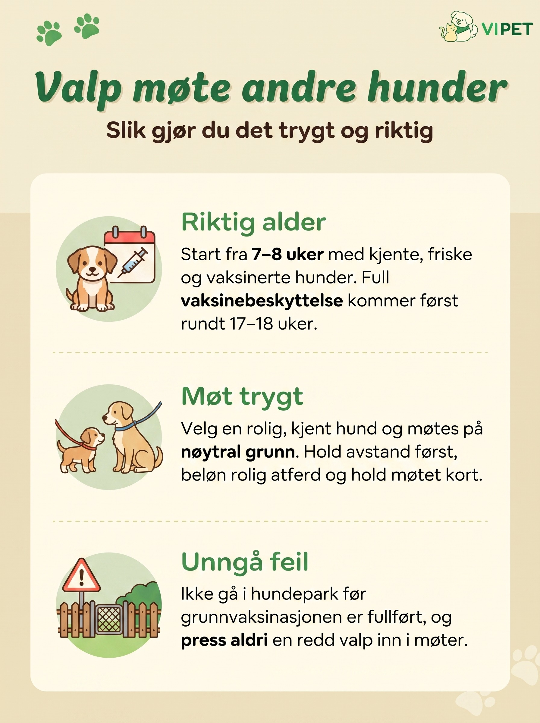 Infografikk om når og hvordan valpen trygt kan møte andre hunder: alder, trygge møter og vanlige feil