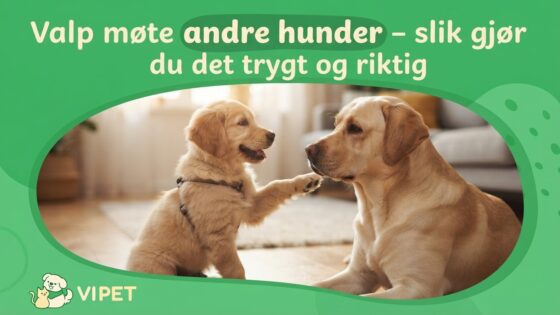 Valp møte andre hunder – slik gjør du det trygt og riktig