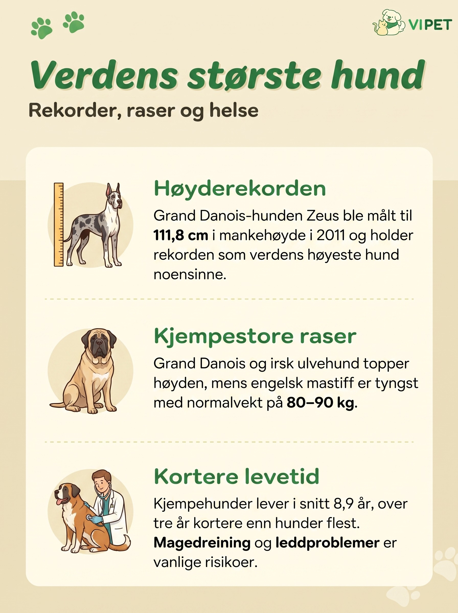 Infografikk om verdens største hund: Zeus' høyderekord, de største hunderasene og helserisiko hos kjempehunder