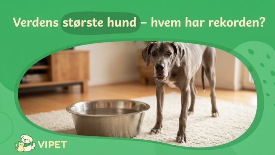 Verdens største hund – hvem har rekorden?