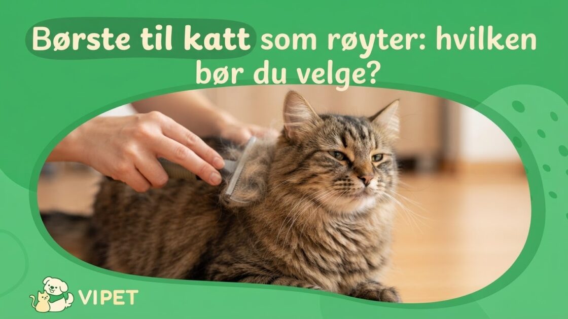 Børste til katt som røyter: hvilken bør du velge?