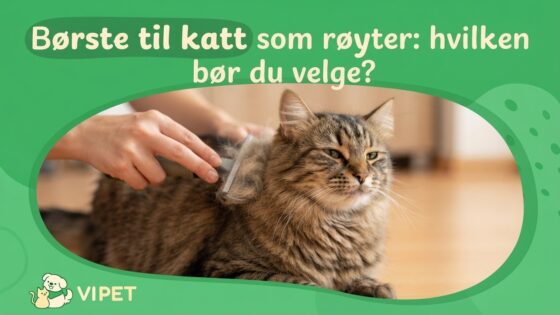 Børste til katt som røyter: hvilken bør du velge?