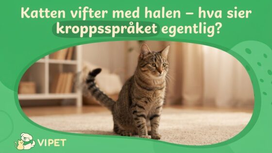 Katten vifter med halen – hva sier kroppsspråket egentlig?