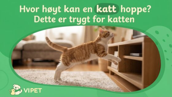 Hvor høyt kan en katt hoppe? Dette er trygt for katten