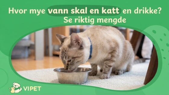 Hvor mye vann skal en katt drikke? Se riktig mengde