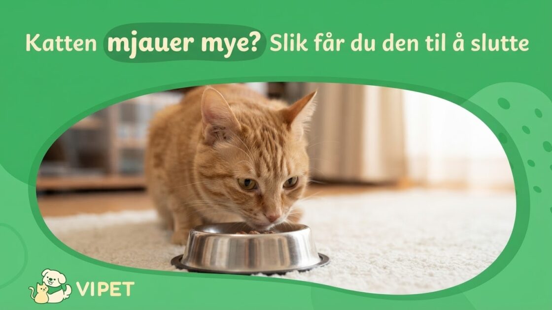 Katten mjauer mye? Slik får du den til å slutte