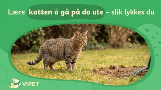 Lære katten å gå på do ute – slik lykkes du