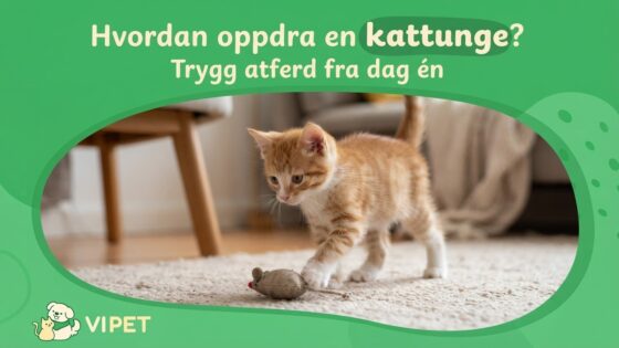 Hvordan oppdra en kattunge? Trygg atferd fra dag én