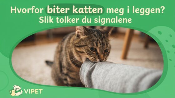 Hvorfor biter katten meg i leggen? Slik tolker du signalene