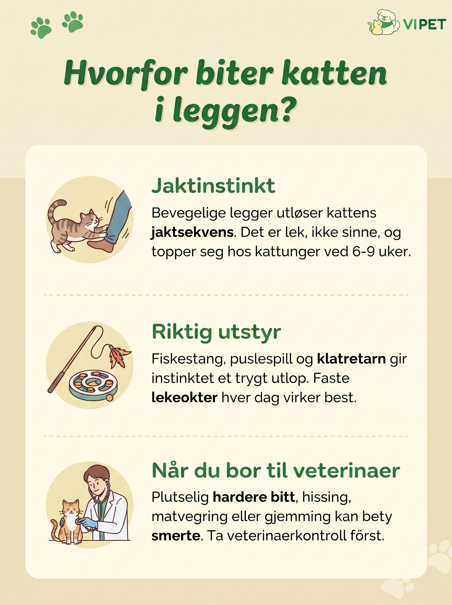 Infografikk som forklarer hvorfor katten biter i leggen, hvilket utstyr som hjelper og når du bør til veterinær