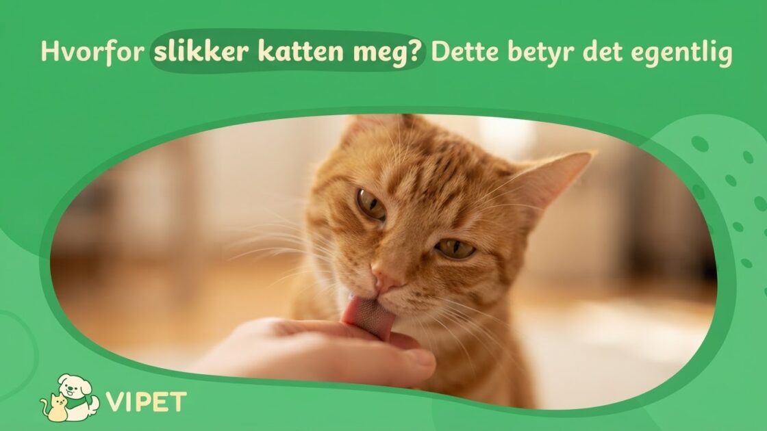 Hvorfor slikker katten meg? Dette betyr det egentlig