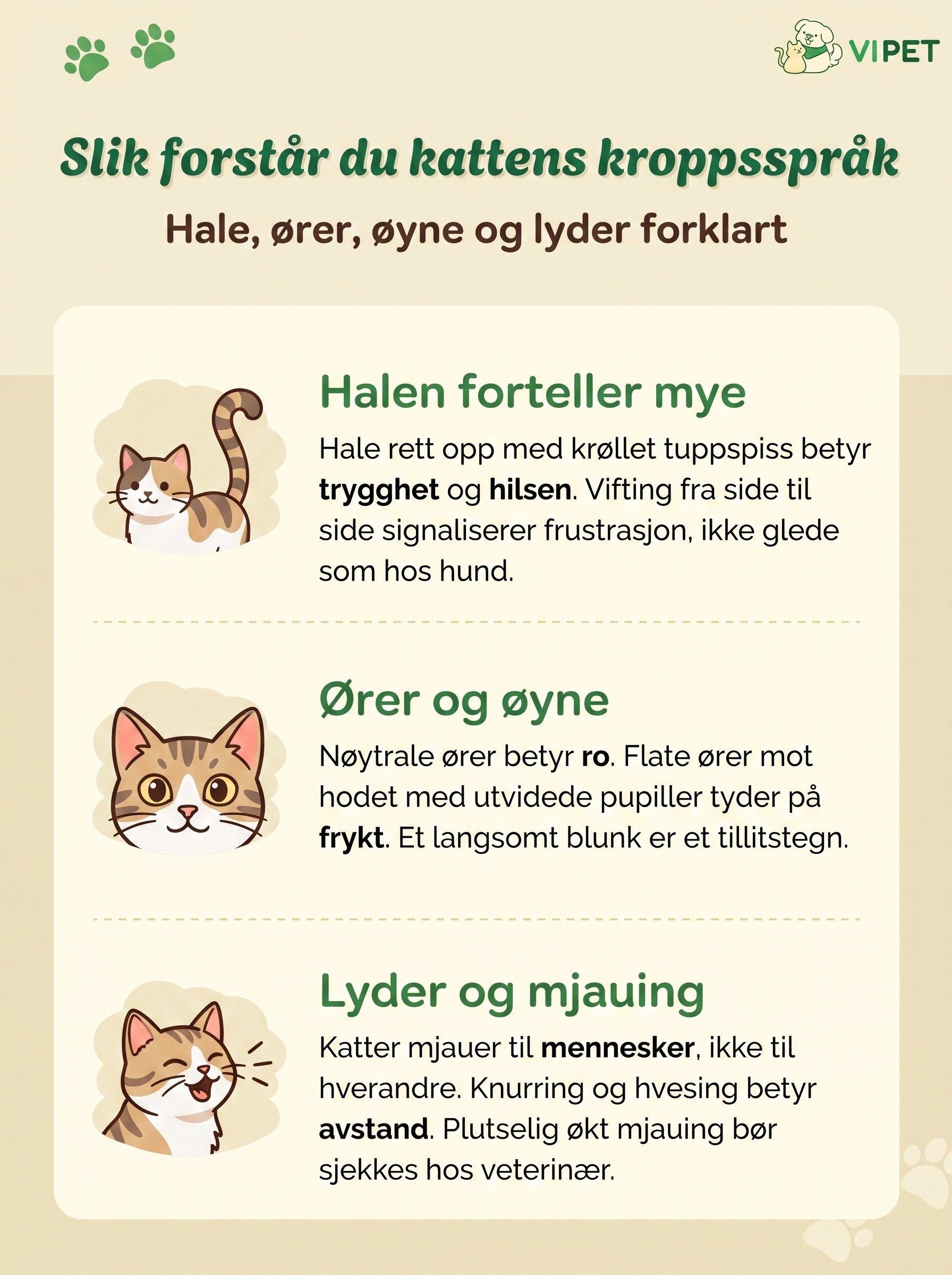 Infografikk som forklarer kattens kroppsspråk gjennom hale, ører og øyne samt lyder og mjauing.
