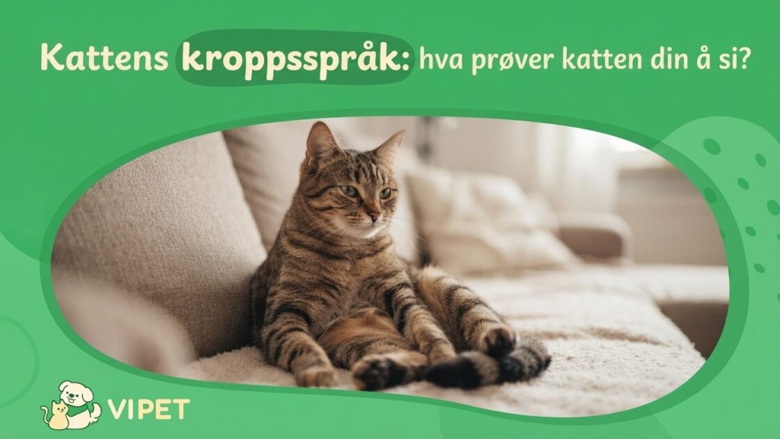Kattens kroppsspråk: hva prøver katten din å si?