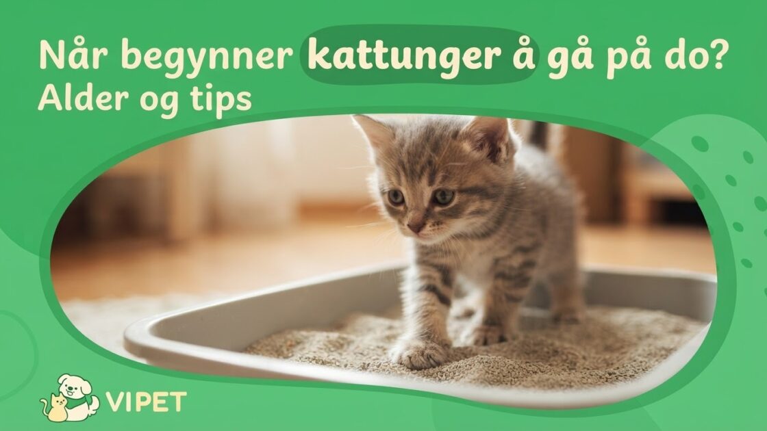 Når begynner kattunger å gå på do? Alder og tips