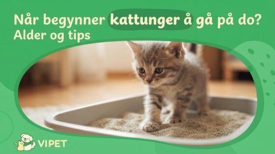 Når begynner kattunger å gå på do? Alder og tips